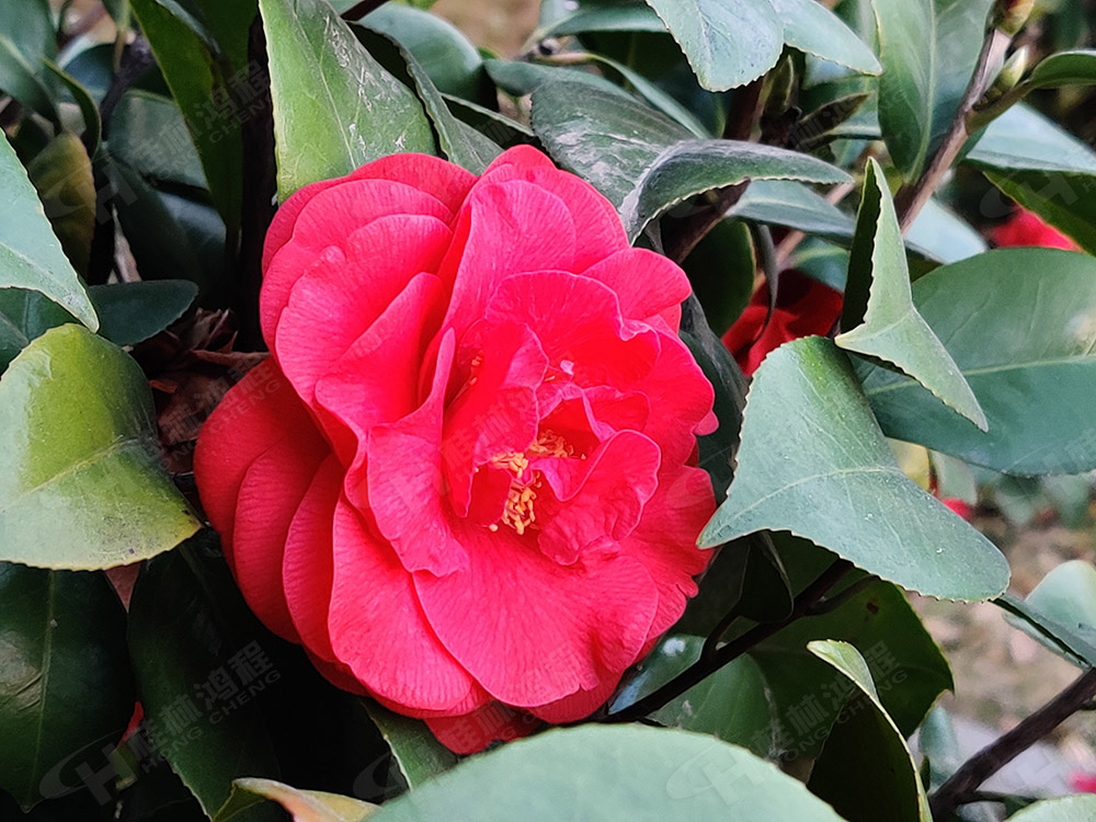 桂林鴻程花團錦簇,滿園春色,邀您一起共賞春景,共商大計! 桂林鴻程花團錦簇,滿園春色,邀您一起共賞春景,共商大計!